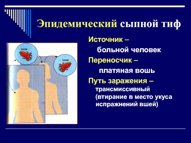 Переносчик сыпного тифа является. Эпидемический сыпной тиф. Сыпной тиф пути заражения. Пути заражения эпидемическим сыпным тифом.