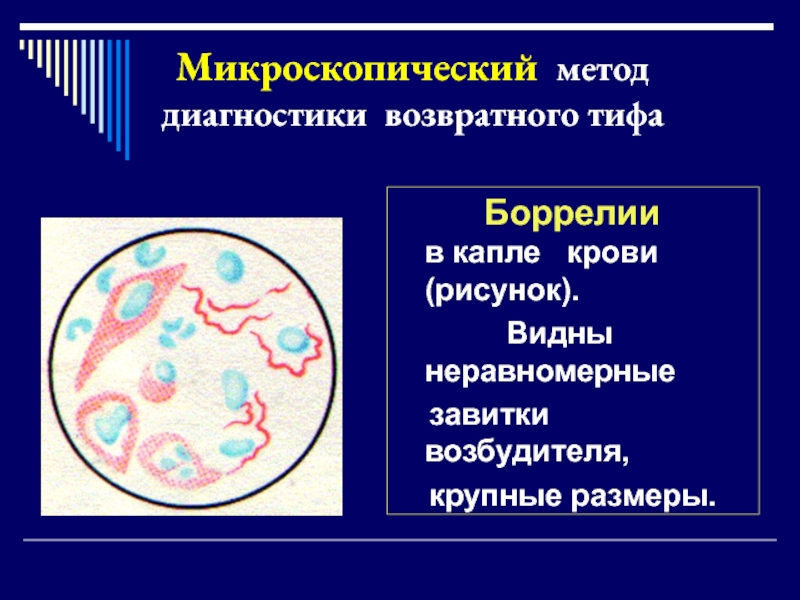 Эксперимент возбудителя. Антигены боррелий. Боррелии методы окраски. Серологическая проба возвратного тифа Габричевский.