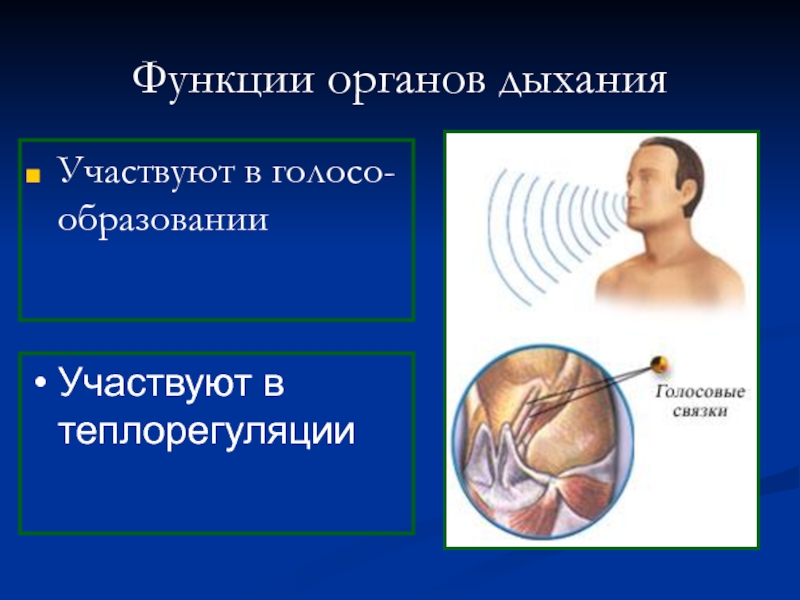 Голосое. Органы участвующие в дыхании. Функции дыхательных органов. Роль дыхания в теплорегуляции. Участвуют в функции дыхания.