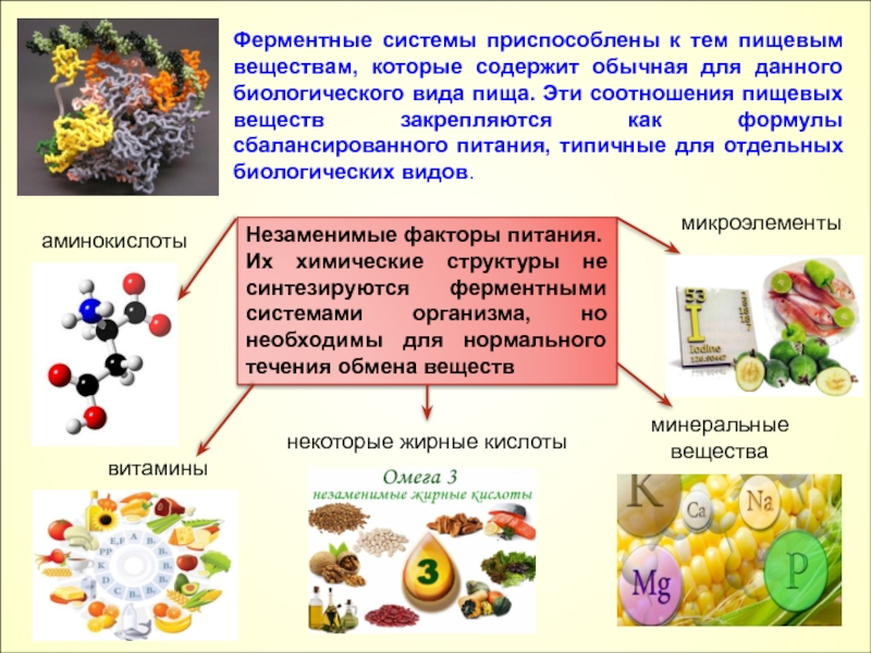 Что относится к питательным веществам. Ферментные системы. Ферментные системы организма. Энзиматические системы. Незаменимые (эссенциальные) пищевые вещества.