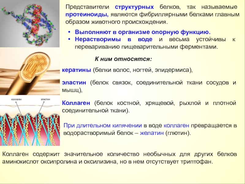 Белки кожи. Представители фибриллярных белков. Представители структурных белков. Эластин фибриллярный белок. Коллаген структурный белок.