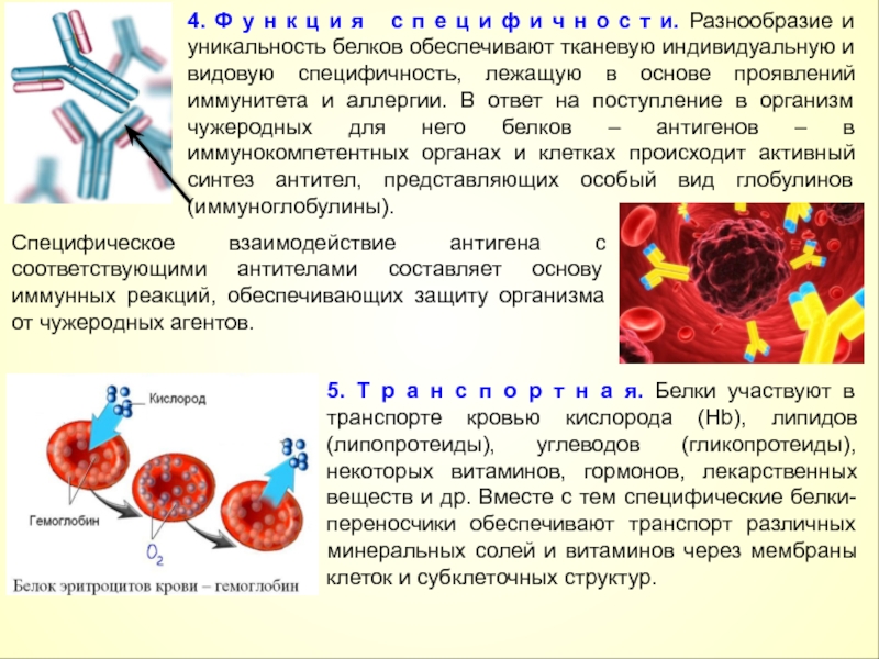 Иммунные белки крови