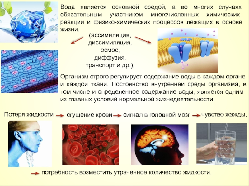 Важная среда. Диффузия в организме человека. Диффузия в живых организмах. Диффузия и осмос в пищевых продуктах. Роль диффузии в жизнедеятельности организма человека.