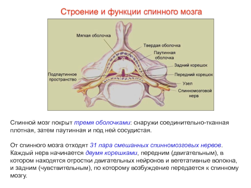 Каковы основные функции спинного мозга