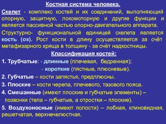 Костная система человека