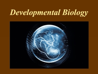 Developmental Biology