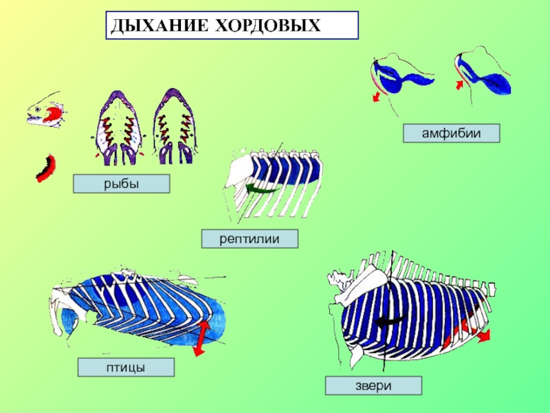 Филогенез дыхательной системы презентация