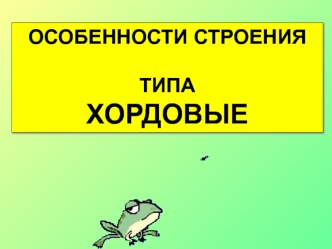 Хордовые. Особенности строения. Классификация хордовых