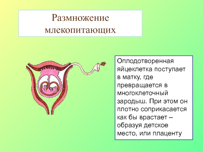 Женский половой орган млекопитающих. Система органов размножения млекопитающих. Половая система млекопитающих кратко. Схема половой системы млекопитающих. Яйцеклетка млекопитающих размножение.