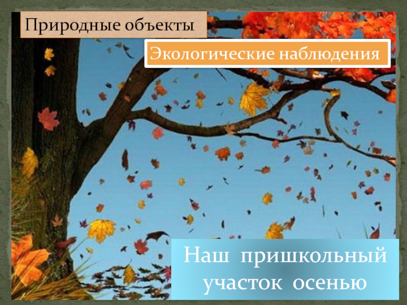 Естественное наблюдение. Природные наблюдения 2021 году осенью.