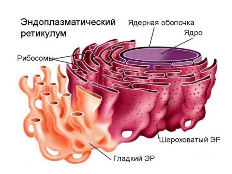 Эпс в клетке является ли бакалавр высшим образованием в россии