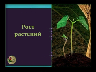 Рост растений