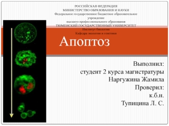 Апоптоз. Морфологические проявления апоптоза