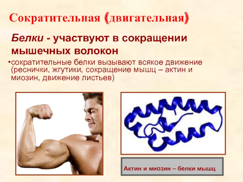 Какие белки обеспечивают движение мышц