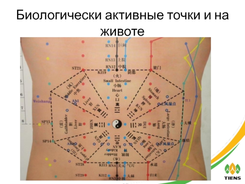 Биологически активные точки на теле человека фото с описанием