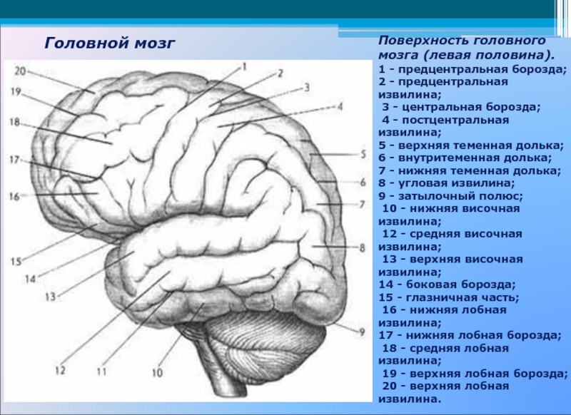 Борозды головного мозга схема