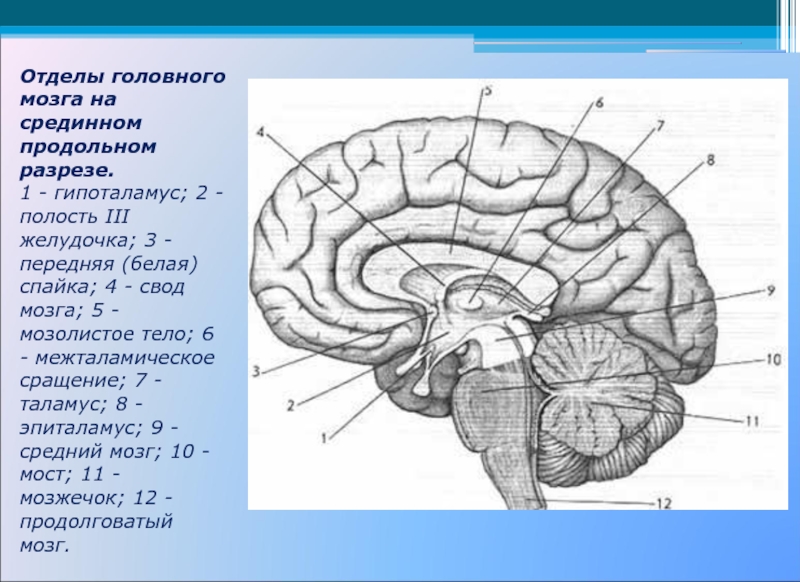Общий план строения мозга в сагиттальном разрезе