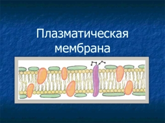 Плазматическая мембрана