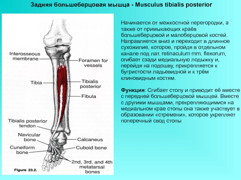 Болит большая берцовая. Задняя большеберцовая мышца мышцы голени. Большая берцовая кость анатомия. Крепление задней большеберцовой мышцы. Задняя большеберцовая мышца голени функции.