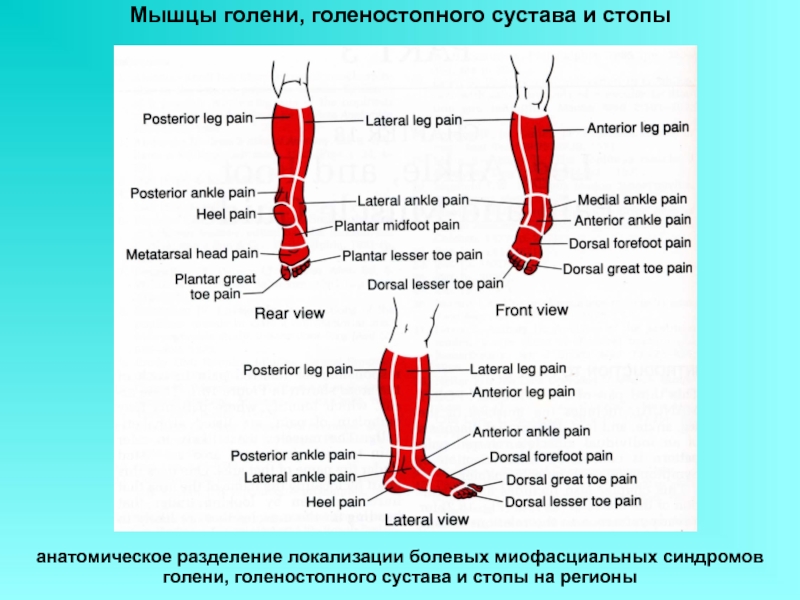 Мышцы щиколотки. Мышцы нижней конечности голени и стопы. Мышцы действующие на голеностопный сустав. Мышцы голени и голеностопного сустава. Мышцы голеностопа и стопы.