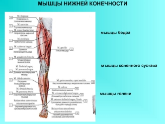 Мышцы нижней конечности