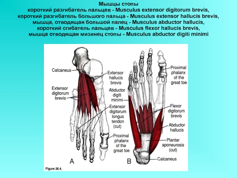 Сгибатель латынь. Разгибатель пальцев анатомия. Мышца короткий разгибатель пальцев стопы. Сгибатели и разгибатели стопы. Разгибатели пальцев стопы анатомия.