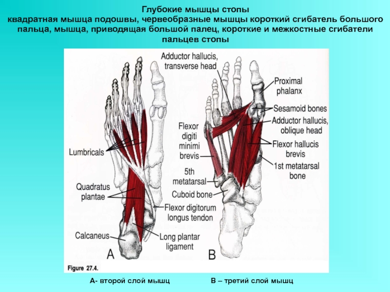 Мышцы нижних конечностей стопы. Строение мышц стопы снизу. Червеобразные мышцы стопы анатомия. Короткий сгибатель пальцев стопы анатомия. Длинный сгибатель пальцев стопы анатомия.