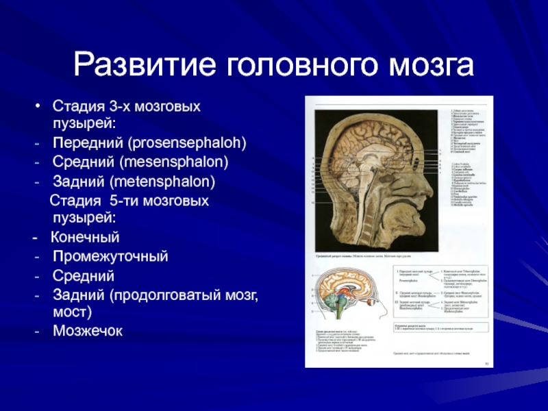 Стадии мозга. Средний мозг развивается из мозгового пузыря. Производные переднего мозговой пузыря. Из переднего мозгового пузыря развивается. Производные заднего мозгового пузыря.