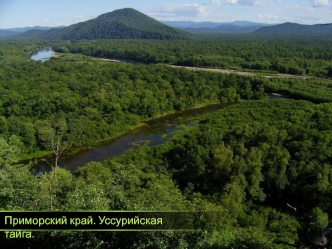 Приморский край. Уссурийская тайга. Хозяин тайги