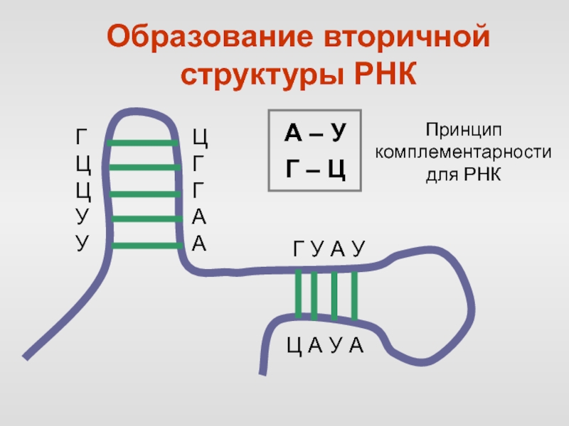 Рнк перевод. Комплементарность ДНК И РНК. Принцип комплементарности РНК. Принцип комплементарности ДНК И РНК. Принцип комплементарности ДНК И ИРНК.
