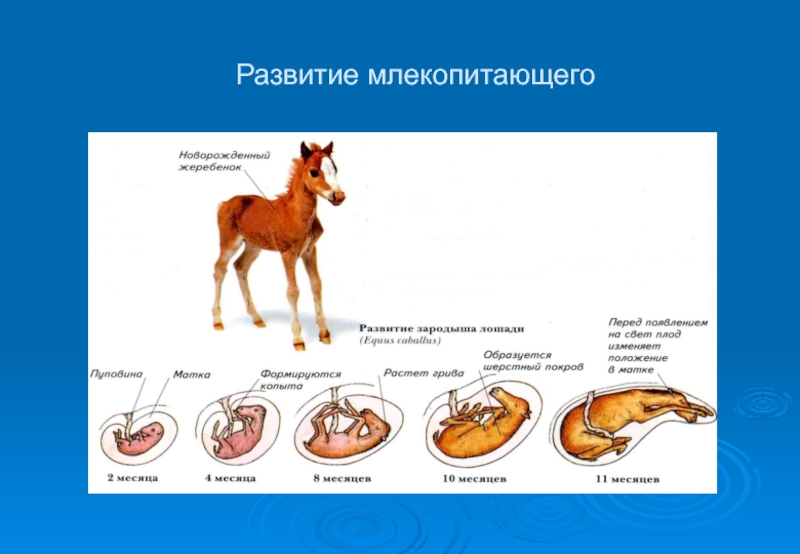 Наибольшее развитие. Цикл развития млекопитающих схема. Этапы развития млекопитающих. Типы развития млекопитающих. Периоды развития млекопитающих.