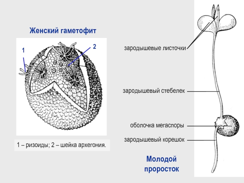 Гаметофит форма. Зародышевый стебелек. Женский гаметофит. Мужской гаметофит. Зародышевый стебелек корешок.