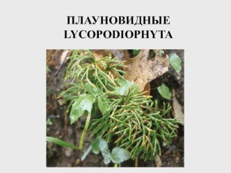 Плауновидные (lycopodiophyta)