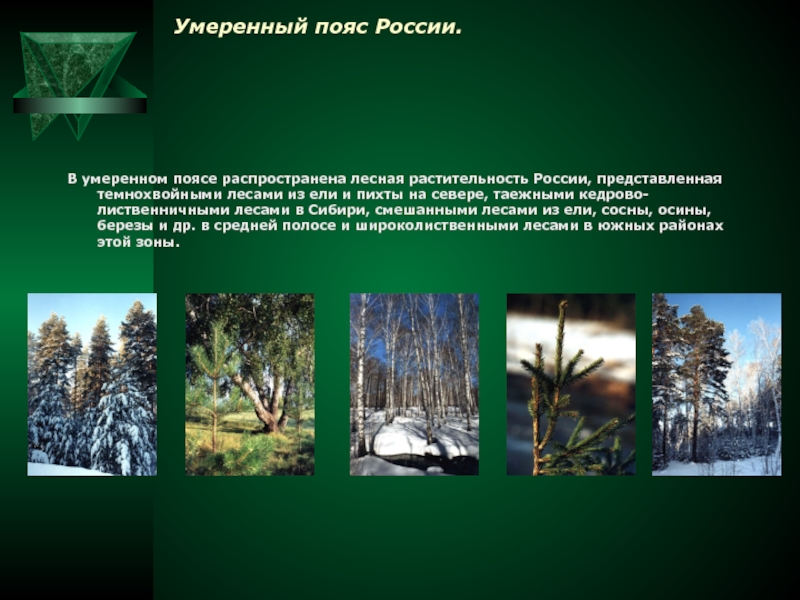 Лесной пояс россии. Леса умеренного пояса растительный мир. Умеренный пояс.