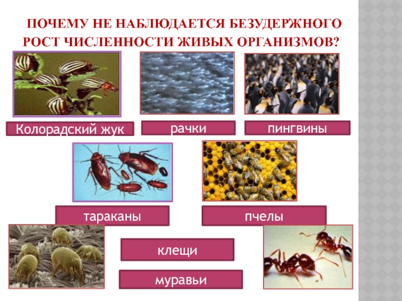 Наиболее количество живых организмов сосредоточено. Борьба за существование презентация по биологии 11. Количество живых организмов.