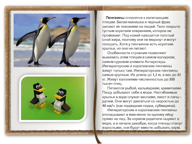 Презентация для дошкольников о пингвинах