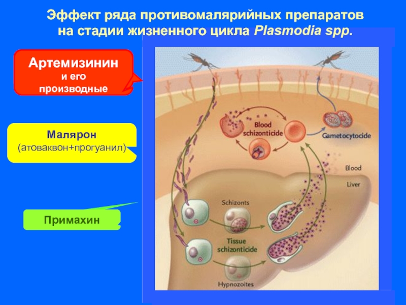 Артемизинин при осложненном течении малярии назначается
