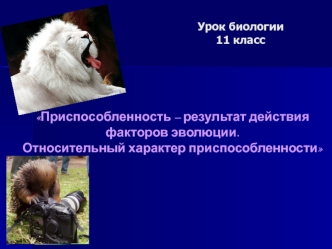 Приспособленность - результат действия факторов эволюции. Относительный характер приспособленности. (11 класс)