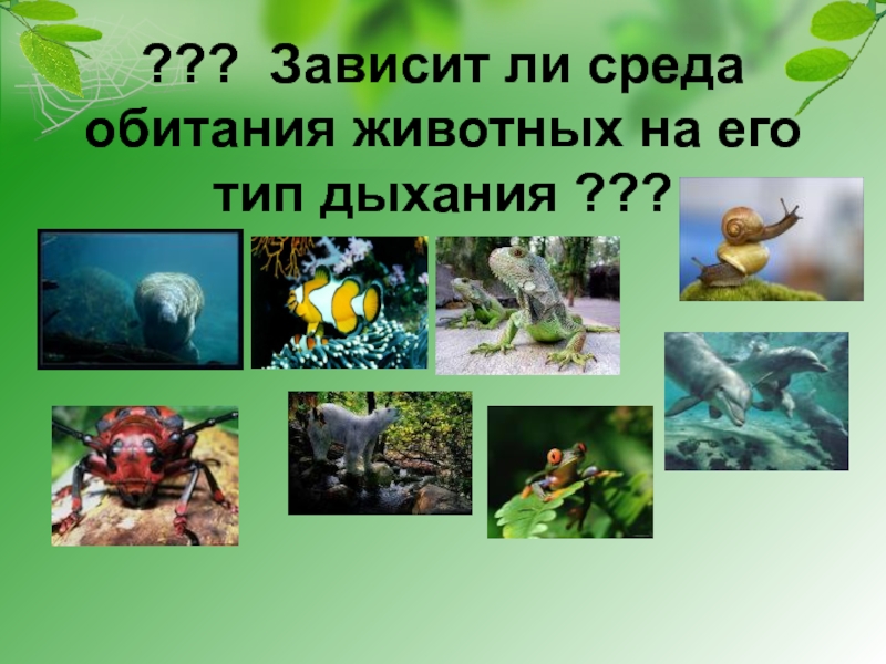 Среда обитания зверей. Среда обитания. Все среды обитания животных. Среды обитания животных в России. Так среда обитания животных.