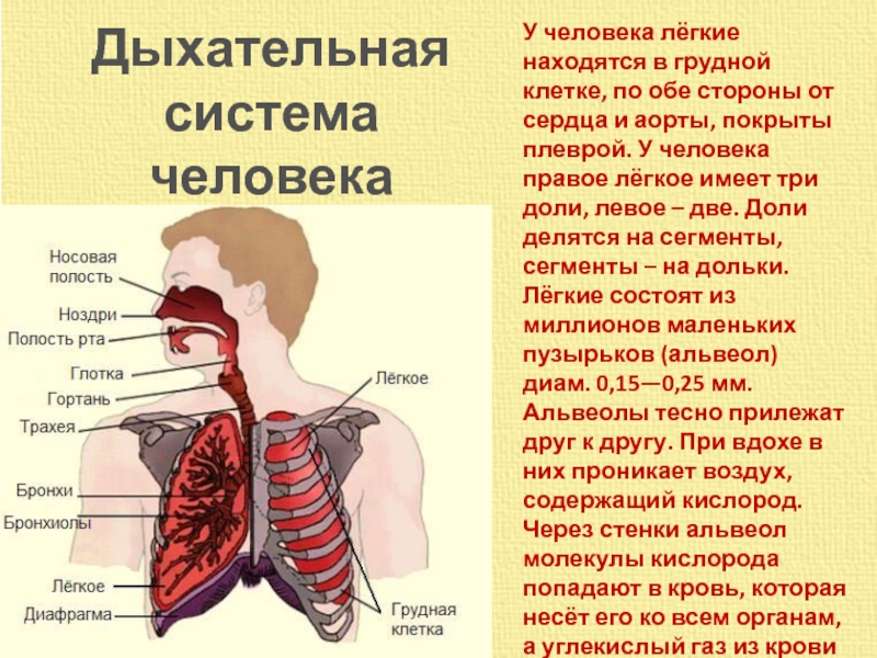 Где находятся легкие. Дыхательная система человека. Органы дыхательной системы. Органы дыхания участвуют в. Система органов дыхания человека.