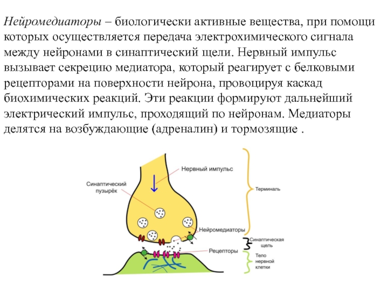 Передают импульсы между нейронами. Медиаторы передачи нервного импульса. Нейромедиаторы передача нервных импульсов. Передача сигнала между нейронами. Роль нейромедиаторов в передаче нервных импульсов.