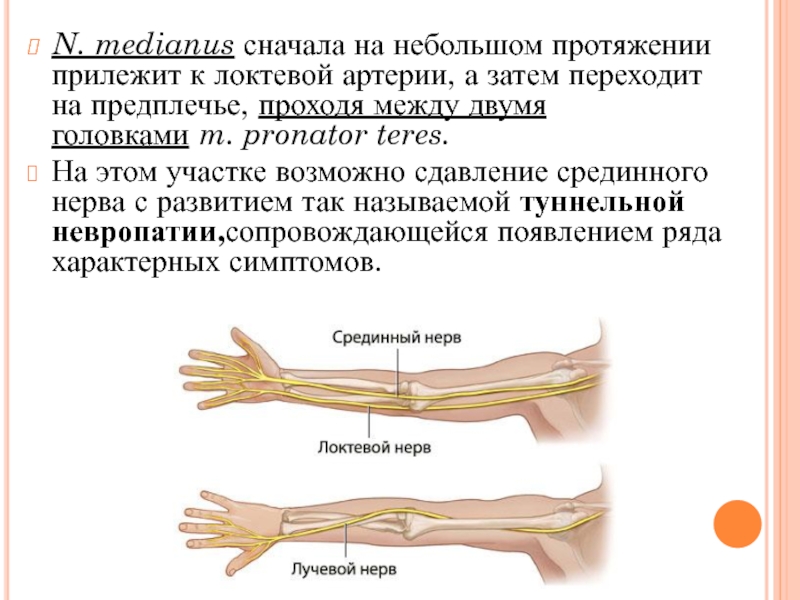 Аксональное поражение нижних конечностей. Срединный локтевой лучевой нерв анатомия. Локтевой нерв (n. ulnaris) иннервирует. Анатомия лучевого нерва на предплечье и кисти. Локтевой нерв в средней трети предплечья.
