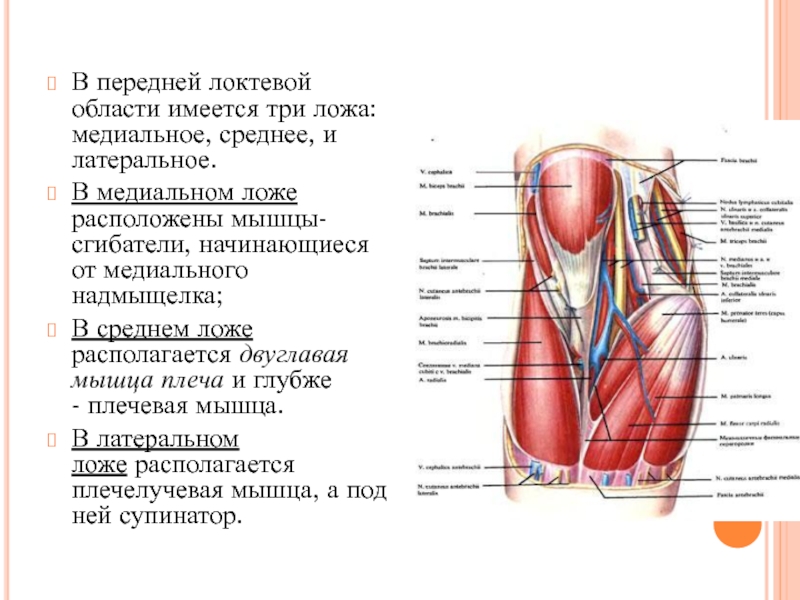 Локтевая впадина