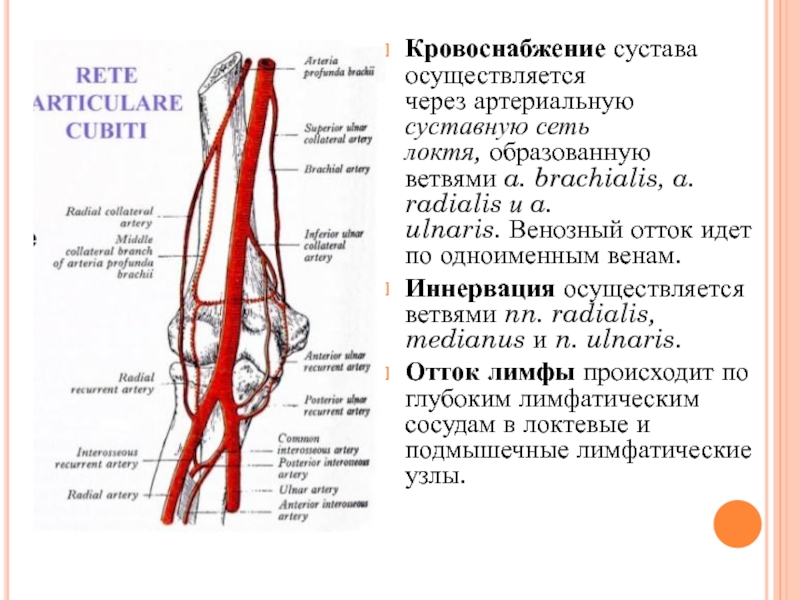 Плечевая артерия картинка