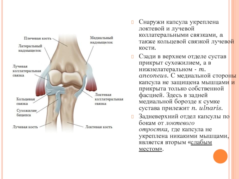 Локтевая связка