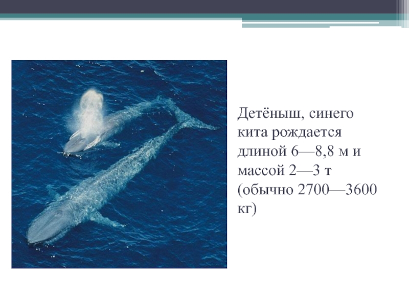 Сколько весит детеныш. Детеныш синего кита. Вес детеныша синего кита. Длина и вес серего кита. Длина голубого кита.