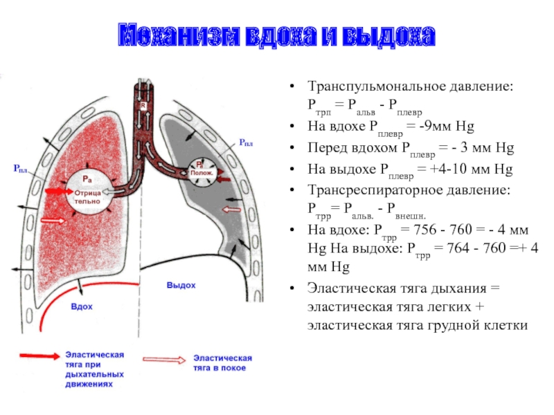 На рисунке изображена схема объясняющая механизм внешнего дыхания человека какое общее свойство