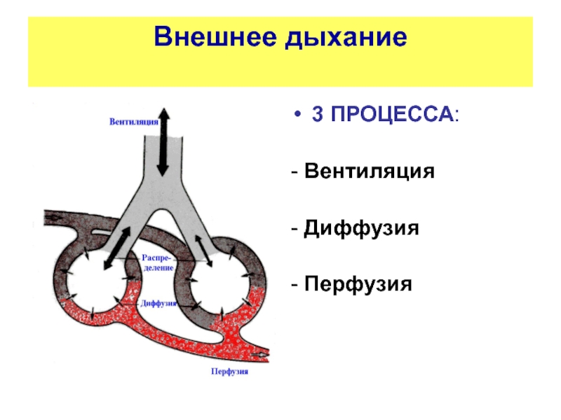 Диффузия в дыхании