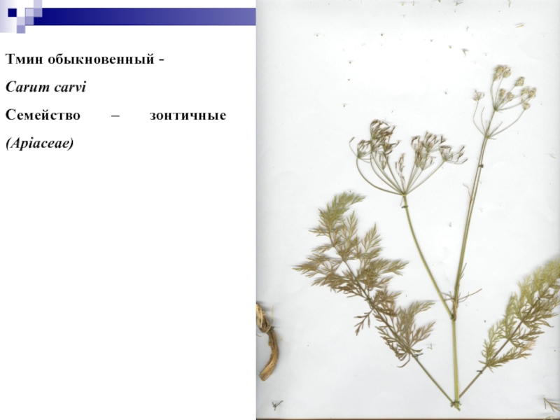 Тмин обыкновенный фото растения и описание