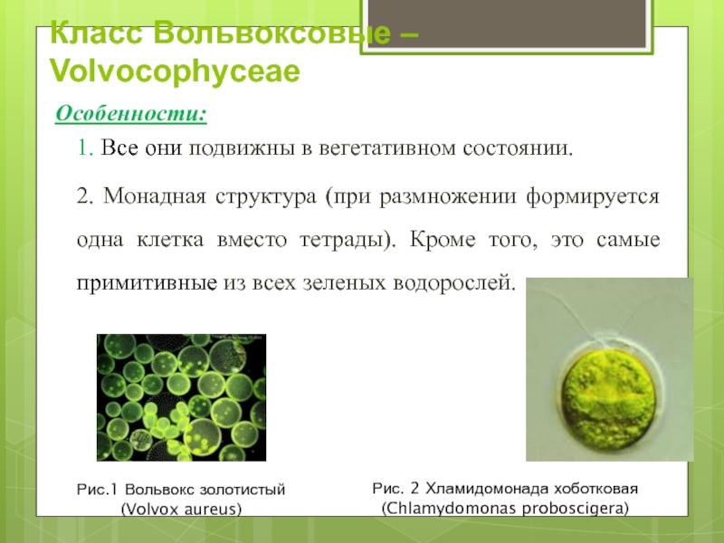 Реферат: Классификация и строение водорослей